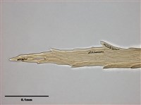 腐木苔屬藏品圖，第14張